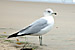 Seagull #4